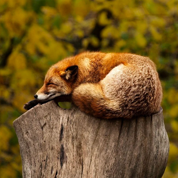 red fox