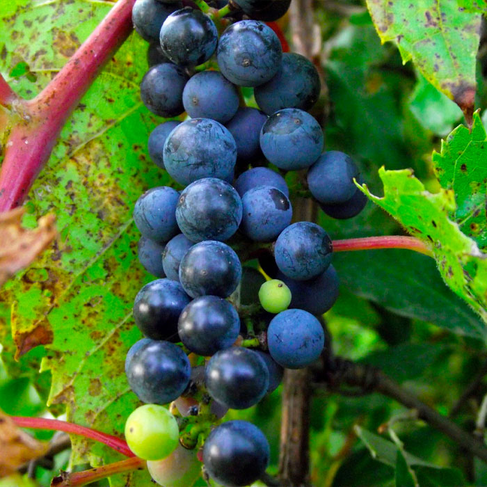 vitis riparia