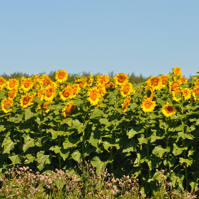 sunflower field Manitoba