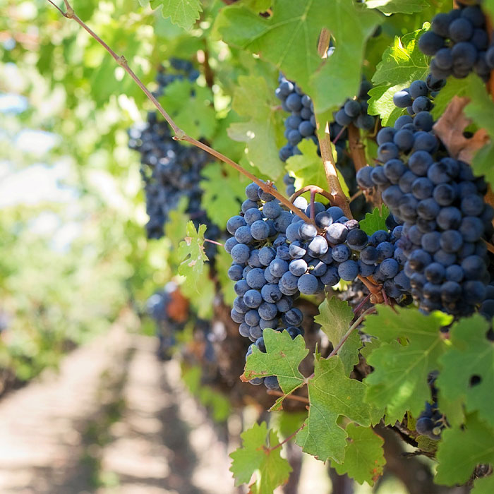 vineyard