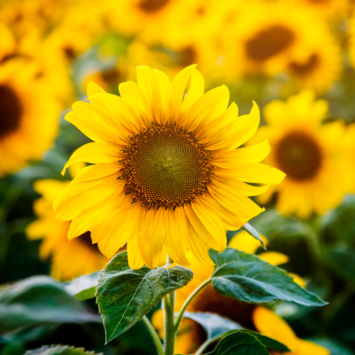 sunflower