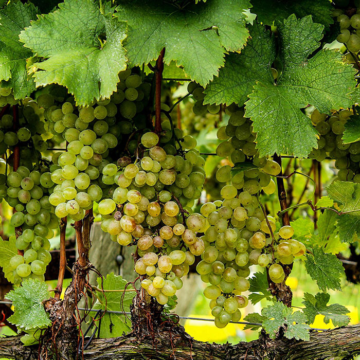 green grapes
