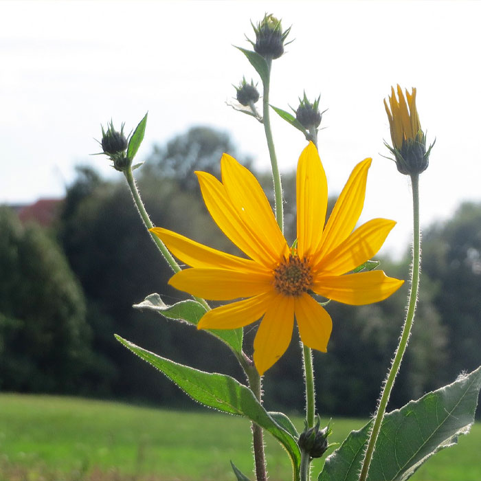 Helianthus tuberosus