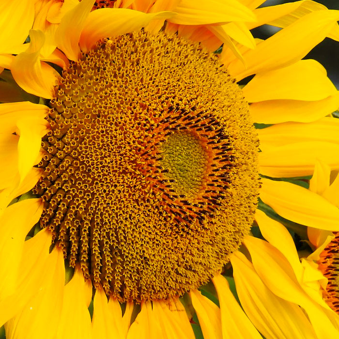 sunflower close up