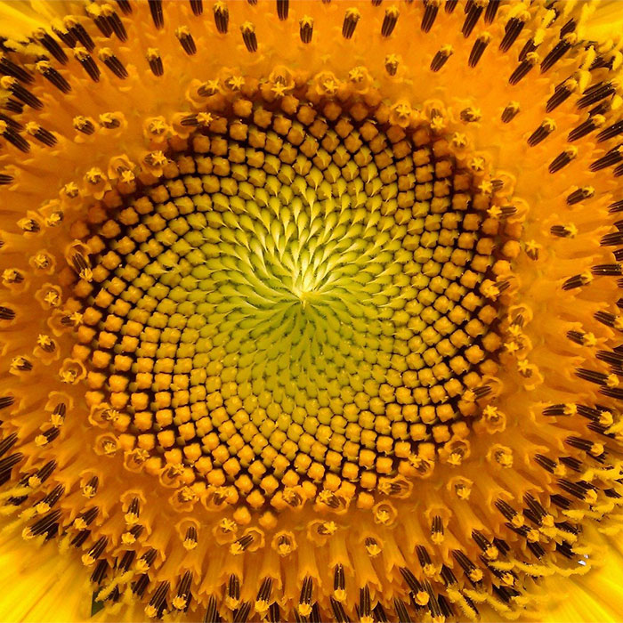 fibonacci sequence sunflower face