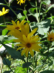 False sunflower