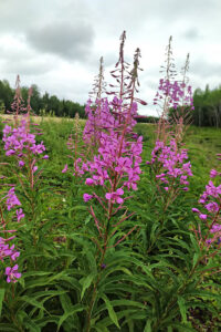 fireweed