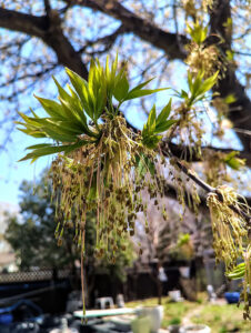 Green ash tree flowers