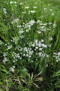 Northern bedstraw