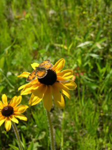 Rudbeckia brown eyed Susan with fritillary butterfly