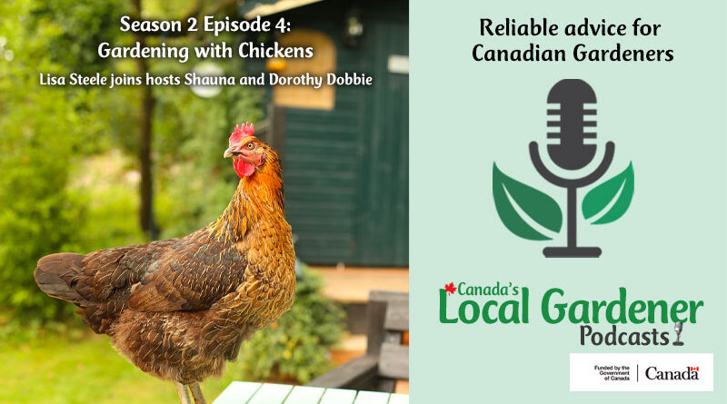 Season 2 Episode 4 Gardening with Chickens