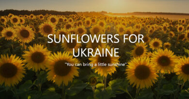 Sunflowers for Ukraine