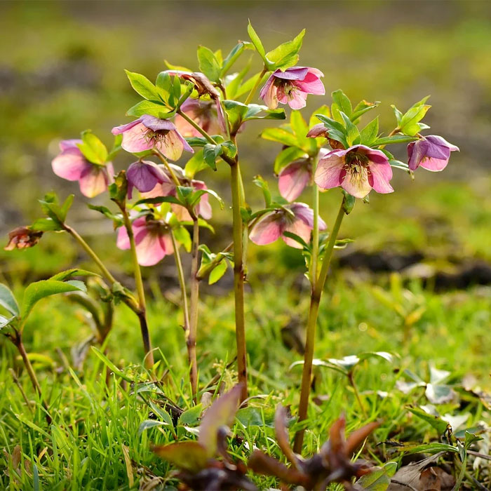 early spring flower hellebore