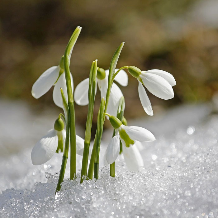 snowdrop