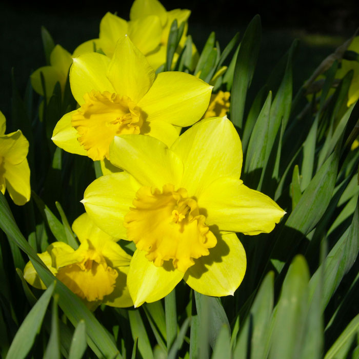 early spring flower daffodils