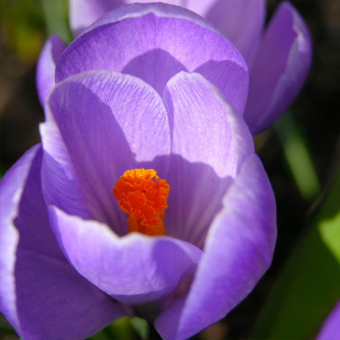 crocus
