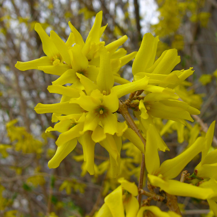 forsythia