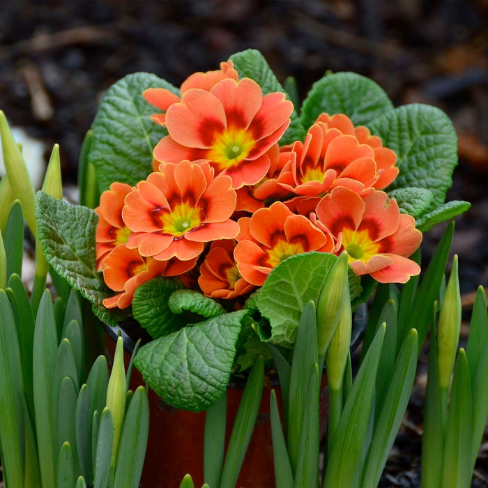 early spring flower primula