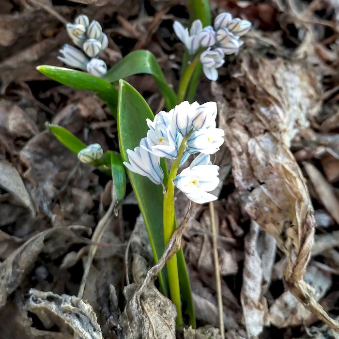 scilla