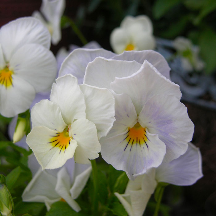 early spring flower pansies