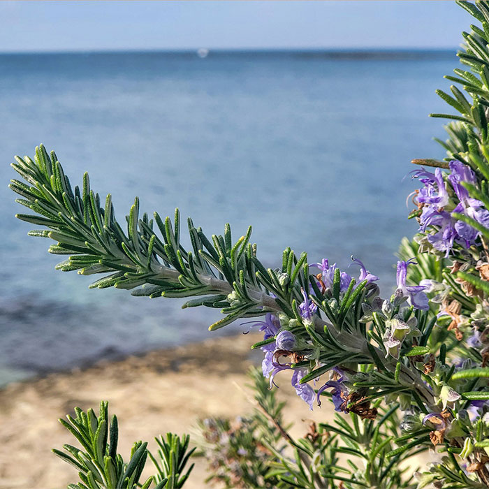 rosemary by the water