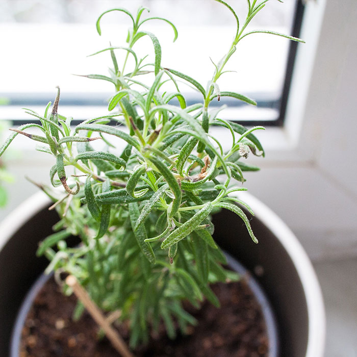 kitchen window herb