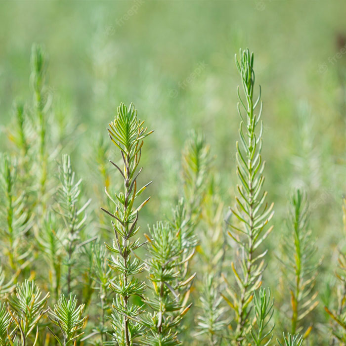 rosemary field