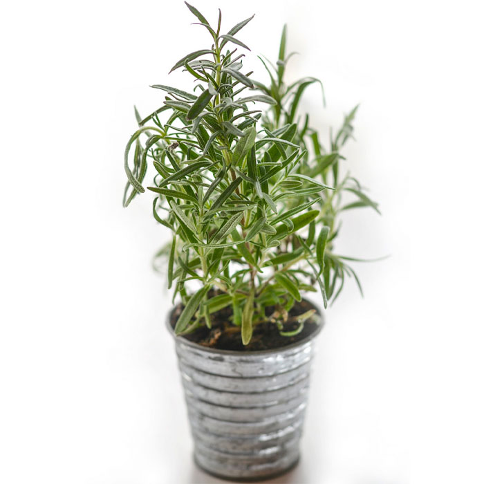 potted rosemary