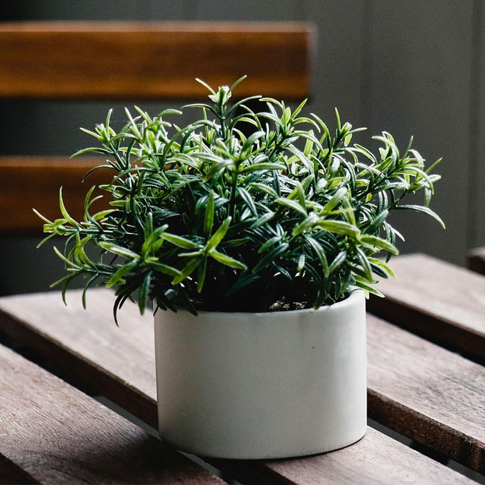 potted herb