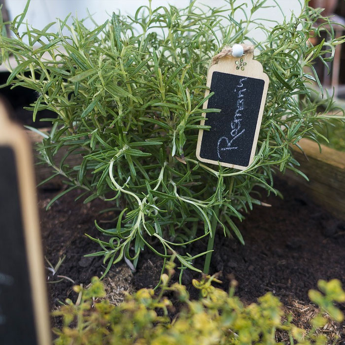 little rosemary