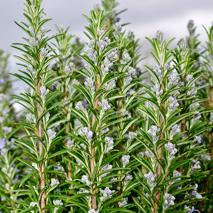 rosemary flowers