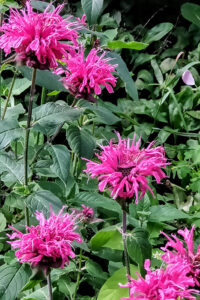 Wild bergamot