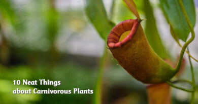 10 neat things about carnivorous plants