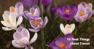 10 neat things about crocus