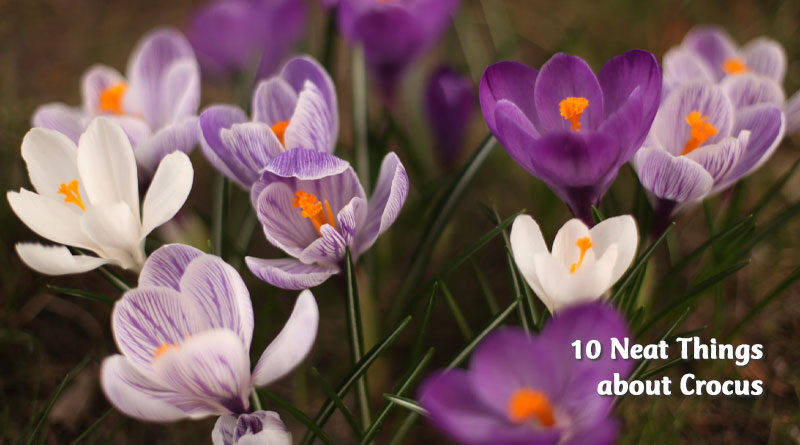 10 neat things about crocus