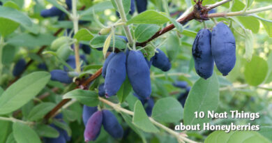10 neat things about honeyberries