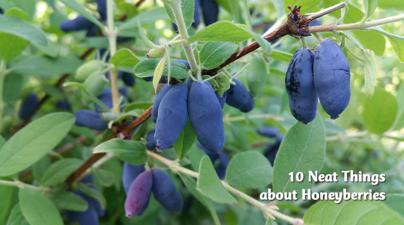 10 neat things about honeyberries