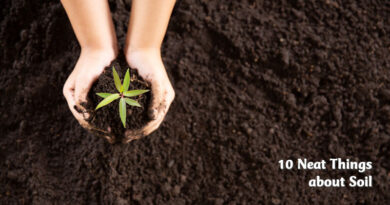 10 neat things about soil