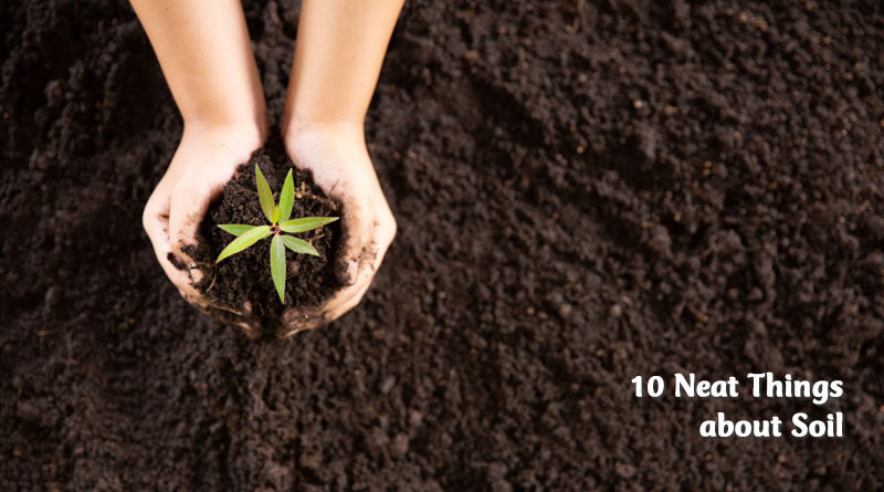 10 neat things about soil