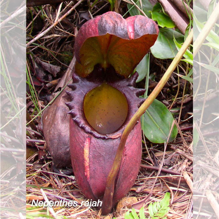 pitcher plant carnivorous plant