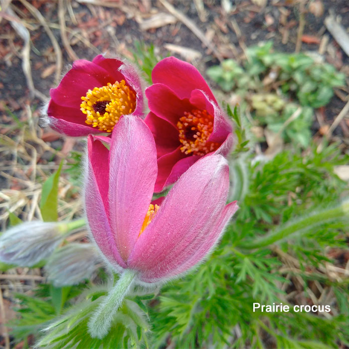 pulsatilla patens