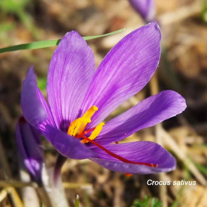 crocus sativus