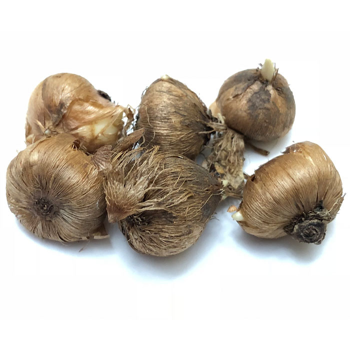 corms