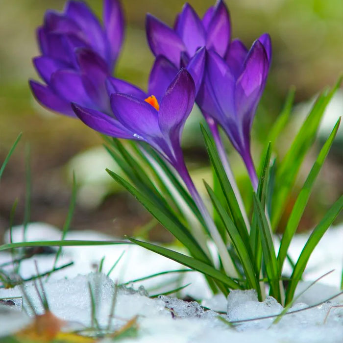snow crocus