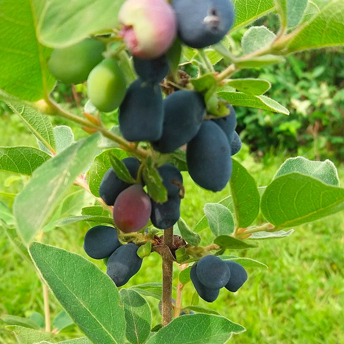 honeyberries