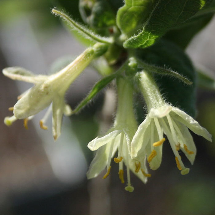 honeyberry blooms