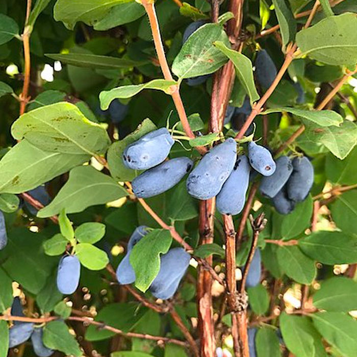 honeyberry fruits