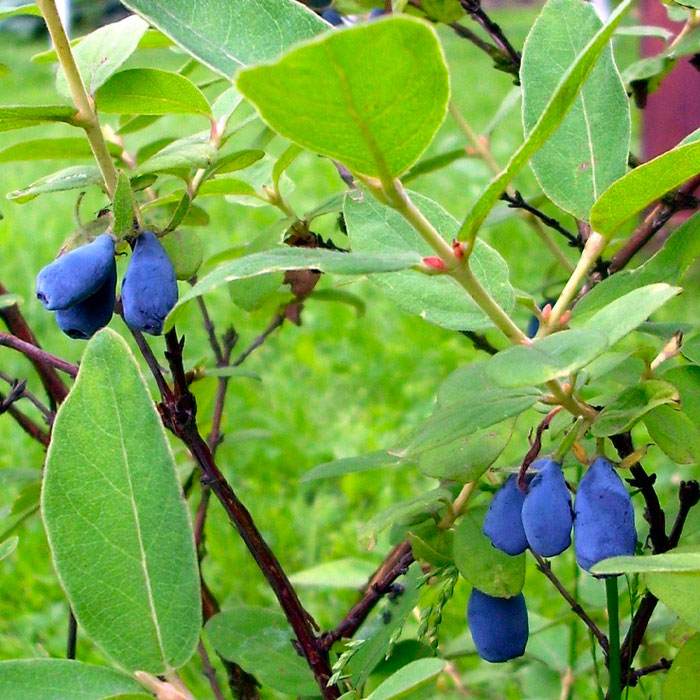 honeyberries