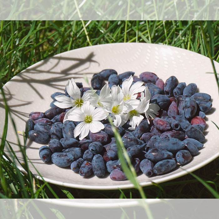 haskap berries in a plate