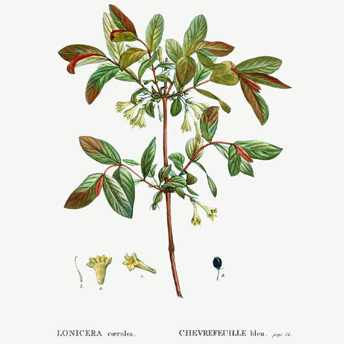Honeyberry (Lonicera coerulea)